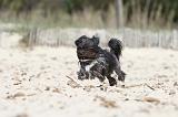 PETIT CHIEN LION 056